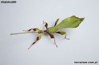 Phyllium ericoriai - Liściec karbowany 