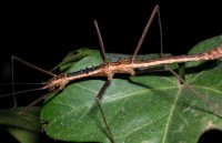 Neohirasea maerens - Straszyk kolczasty