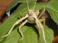 Eurycantha calcarata spp. - Straszyk indonezyjski