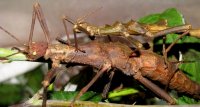 Trachyaretaon carmelae Trachyaretaon carmelae