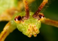 Phyllium philippinicum - Liściec jesienny