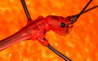 Oreophoetes peruana - Patyczak peruwiański