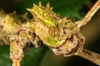 Sungaya inexpectata - straszyk filipiński