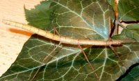 Carausius morosus - Patyczak indyjski