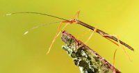 Asceles sp. Ban Salok