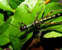 Orthomeria sp. Pandora