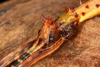 Parectatosoma mocquerysi Parectatosoma mocquerysi