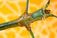 Lonchodes amaurops Lonchodes amaurops