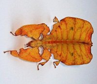 Phyllium bioculatum var. pulchrifolium - Liściec dwuoki