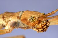 Phaenopharos khaoyaiensis - Patyczak czerwonoskrzydły