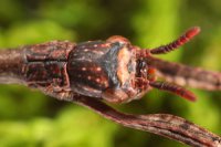 Achrioptera punctipes