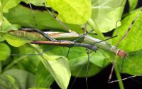 Hemiplasta falcata
