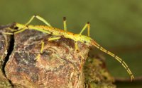 Abrosoma festinatum Abrosoma festinatum