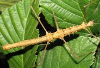 Acanthomenexenus polyacanthus Acanthomenexenus polyacanthus