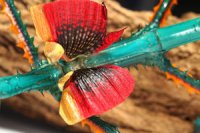Achrioptera fallax Achrioptera fallax