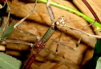 Anchiale briareus Anchiale briareus
