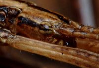 Anisomorpha ferruginea Anisomorpha ferruginea