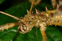 Aretaon asperrimus - Straszyk rogaty Aretaon asperrimus - Straszyk rogaty