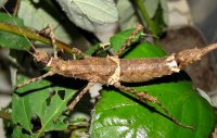 Brasidas foveolatus Brasidas foveolatus