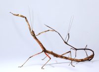 Carausius spinosus Carausius spinosus