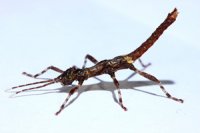 Dares verrucosus Dares verrucosus
