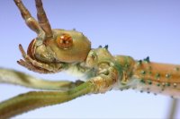 Diapherodes gigantea Diapherodes gigantea