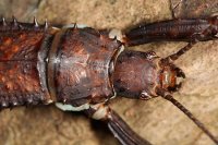 Eurycantha calcarata - straszyk nowogwinejski Eurycantha calcarata - straszyk nowogwinejski