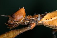 Extatosoma tiaratum - straszyk australijski Extatosoma tiaratum - straszyk australijski