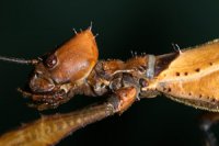 Extatosoma tiaratum - straszyk australijski