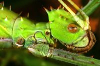 Heteropteryx dilatata - straszyk olbrzymi Heteropteryx dilatata - straszyk olbrzymi