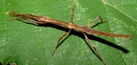 Hypocyrtus scythrus Hypocyrtus scythrus