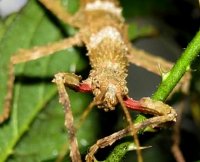 Lamponius guerini - straszyk gwadelupski Lamponius guerini - straszyk gwadelupski