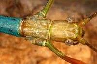 Lopaphus sphalerus Lopaphus sphalerus