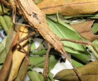 Malacomorpha cyllarus Malacomorpha cyllarus