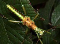 Mearnsiana bullosa Mearnsiana bullosa