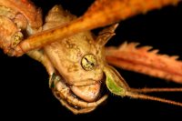 Medauroidea extradentata - Patyczak rogaty Medauroidea extradentata - Patyczak rogaty