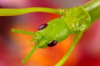 Megacrania phelaus Megacrania phelaus