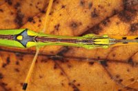 Necroscia annulipes Necroscia annulipes