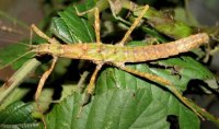 Neohirasea hongkongensis Neohirasea hongkongensis