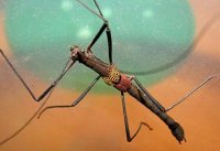 Neophasma subapterum Neophasma subapterum