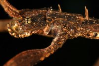 Oxyartes lamellatus Oxyartes lamellatus