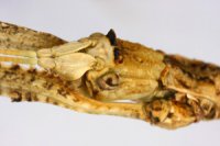 Parapachymorpha zomproi Parapachymorpha zomproi