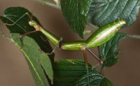 Periphetes forcipatus Periphetes forcipatus
