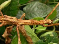 Phasmotaenia spinosa Phasmotaenia spinosa