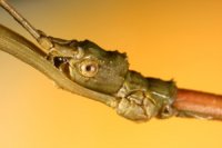 Phenacephorus cornucervi Phenacephorus cornucervi