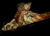 Phenacephorus latifemur Phenacephorus latifemur
