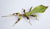 Phyllium ericoriai - Liściec karbowany Phyllium ericoriai - Liściec karbowany