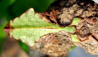 Phyllium giganteum - Liściec olbrzymi Phyllium giganteum - Liściec olbrzymi