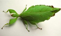Phyllium jacobsoni - Liściec strzałkowy Phyllium jacobsoni - Liściec strzałkowy