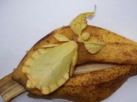 Phyllium westwoodi Phyllium westwoodi